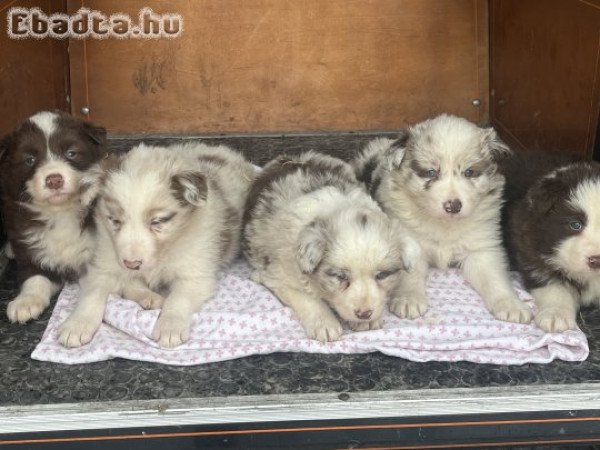 Border Collie kiskutyák