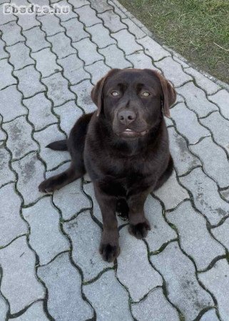 9 hónapos labrador szuka eladó