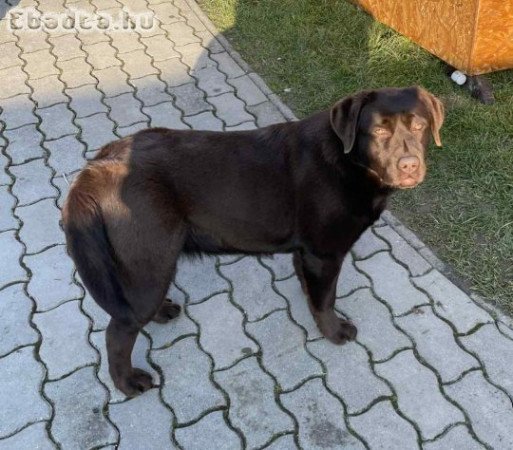 9 hónapos labrador szuka eladó