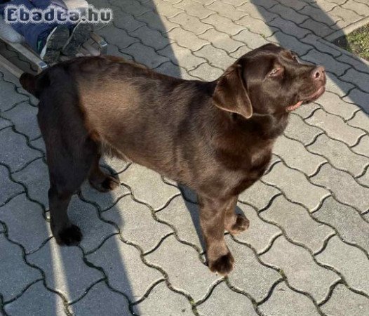 9 hónapos labrador szuka eladó