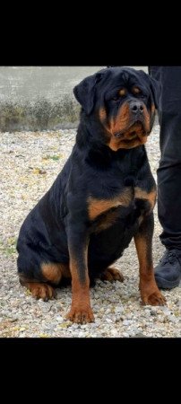 Rottweiler