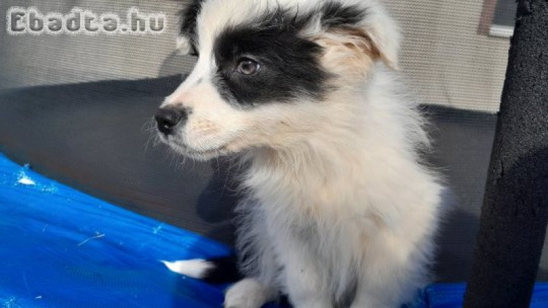 Border Collie kiskutyák