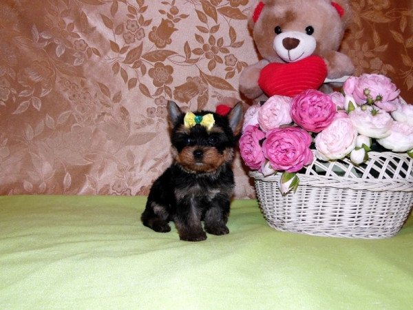 Yorkshire Terrier, Yorki