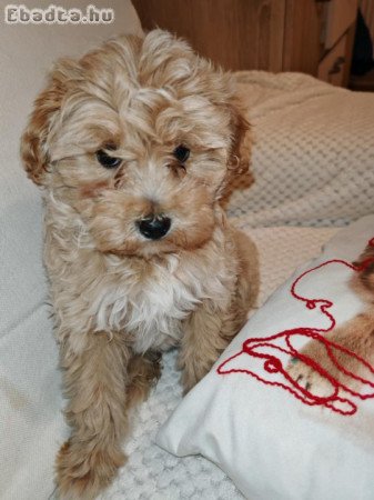 Maltipó kiskutya eladó