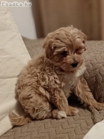Maltipó kiskutya eladó