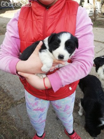 Border collie kiskutyák