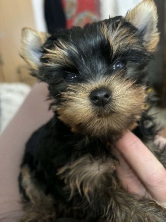 Yorkshire Terrier