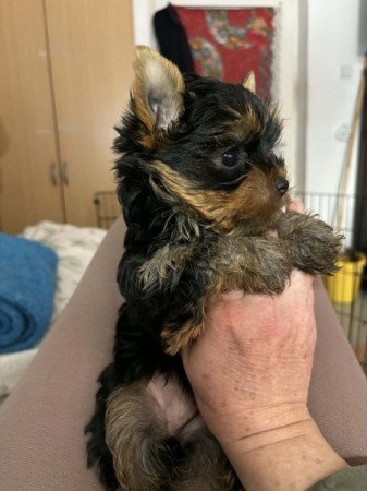 Yorkshire Terrier