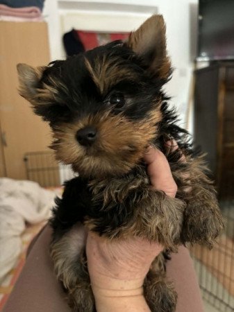 Yorkshire Terrier