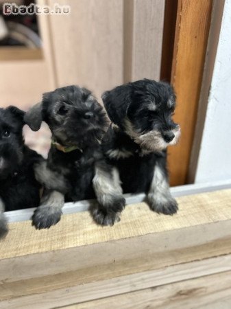 Törpe schnauzer kutya