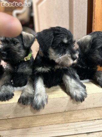 Törpe schnauzer kutya