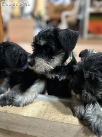 Törpe schnauzer kutya