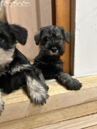 Törpe schnauzer kutya