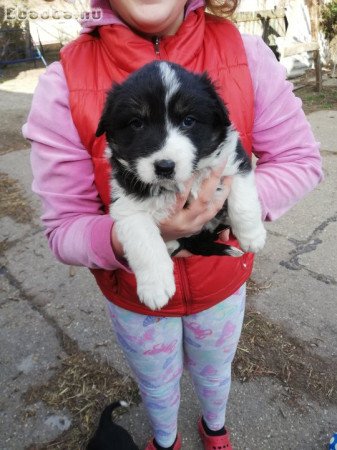 Border collie kiskutyák