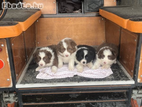 Border Collie kiskutyák