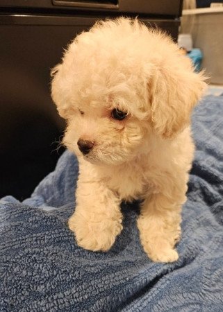 Máltai+uszkár=Maltipoo havanese bichon