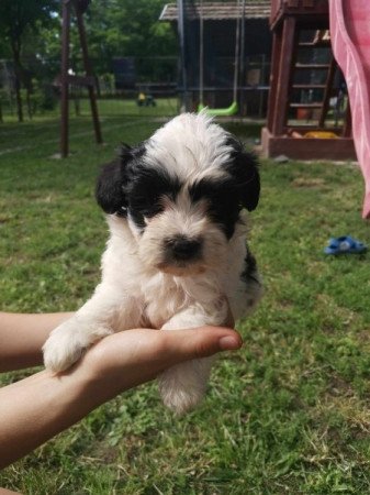 Bichon Havanese