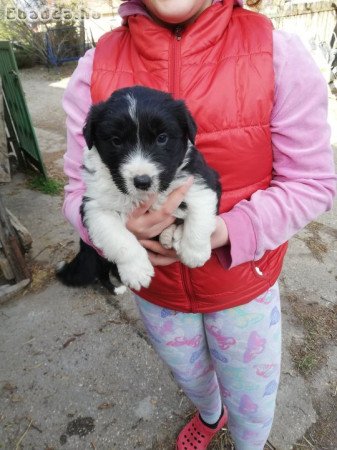 Border collie kiskutyák