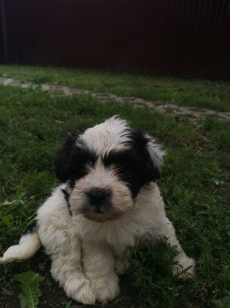 Bichon Havanese