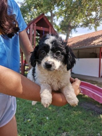 Bichon Havanese