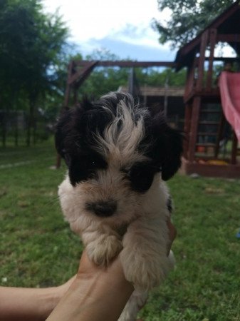 Bichon Havanese