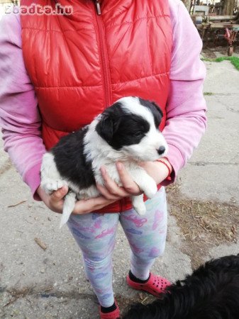 Border collie kiskutyák