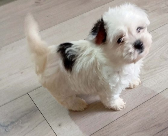 Bichon Havanese