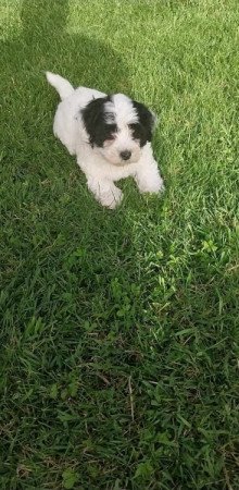 Bichon Havanese