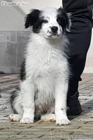 Border Collie kiskutyák