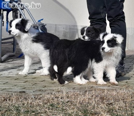 Border Collie kiskutyák