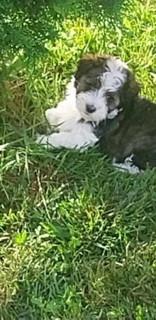 Bichon Havanese