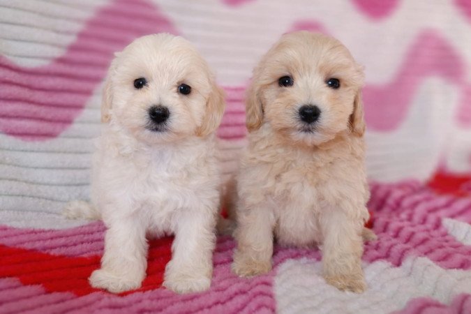 maltipoo toy uszkár - máltai selyem mini is