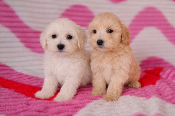 maltipoo toy uszkár - máltai selyem mini is