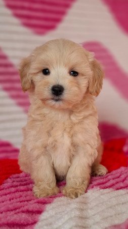 maltipoo toy uszkár - máltai selyem mini is