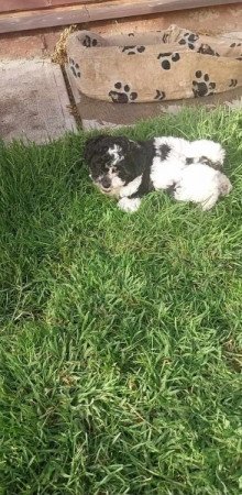 Bichon Havanese