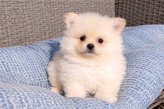 pomerániai törpespicc  fajtatiszta jellegű pomi