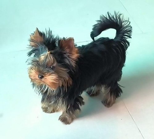 Yorkshire terrier