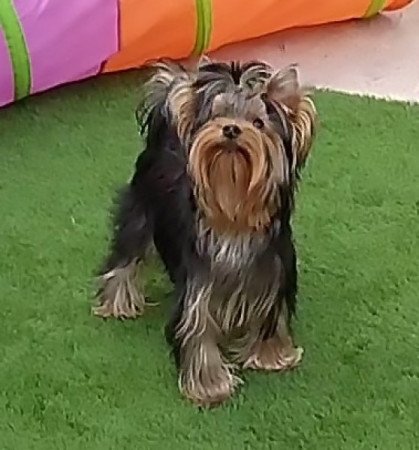 Yorkshire terrier