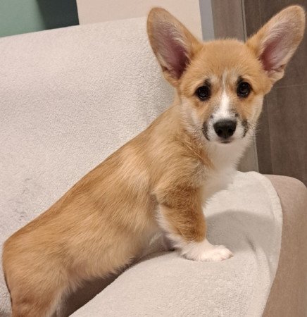 Welsh Corgi Pembroke