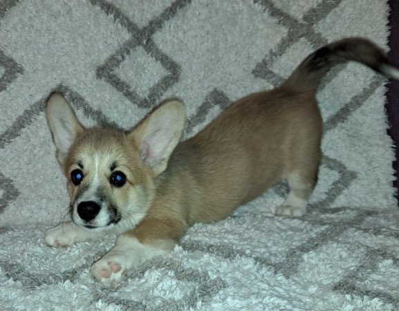 Welsh Corgi Pembroke