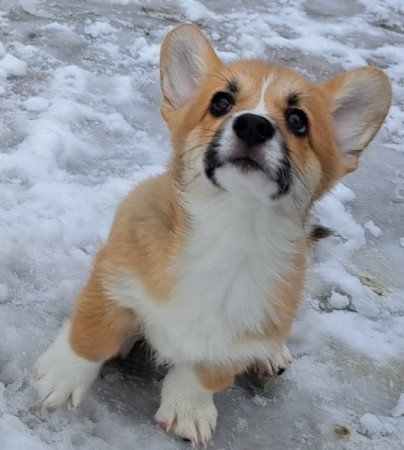 Welsh Corgi Pembroke