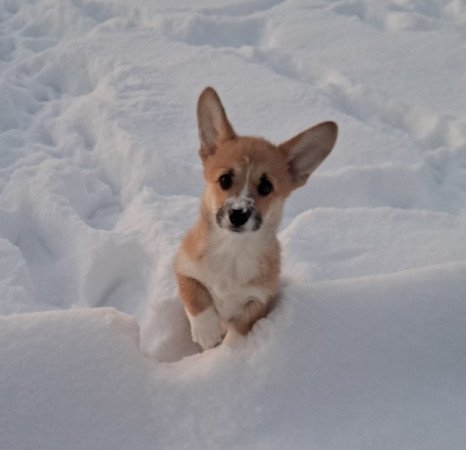 Welsh Corgi Pembroke