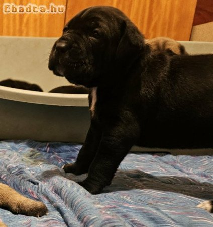 Cane Corso kölykök