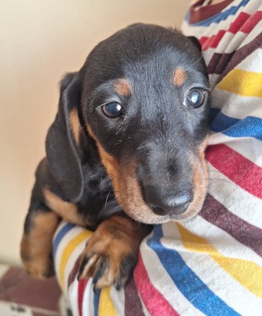 Fekete cser törpetacskó