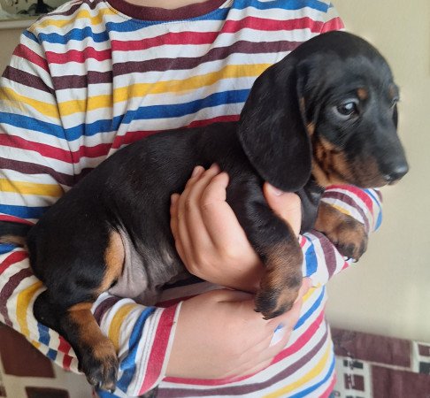 Fekete cser törpetacskó