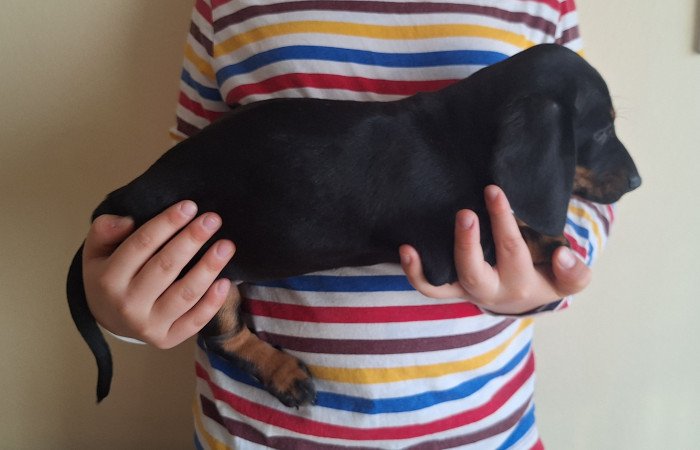 Fekete cser törpetacskó