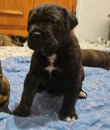 Cane Corso
