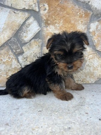 Yorkshire Terrier