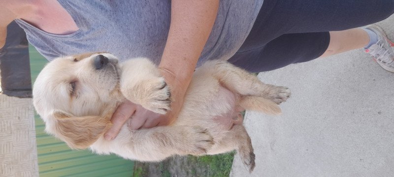 Golden retriever