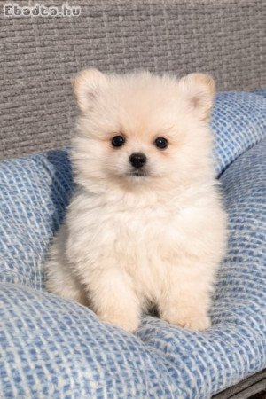 pomerániai törpespicc fajtatiszta jellegű pomi